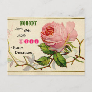 Vintage Shabby Pink Rose Postcard
