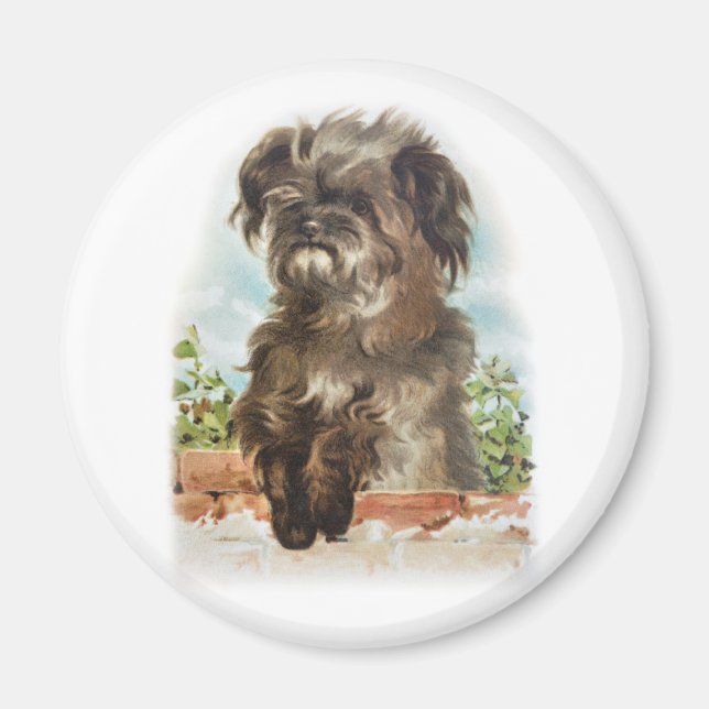 vintage shaggy dog magnet (Front)