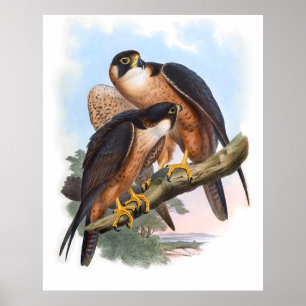 Vintage Shaheen Falcon Bird Poster