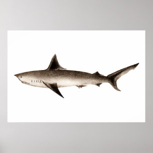 Vintage Shark Illustration - Retro Sharks Template Poster