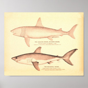 Vintage Shark Illustrations Poster