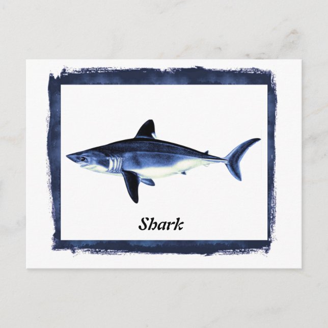 Vintage Shark in Black Frame  Postcard (Front)