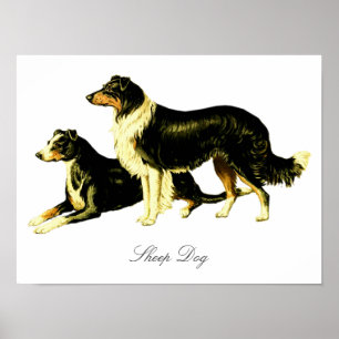 Vintage Sheep Dog Illustration Poster