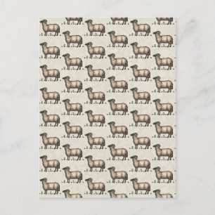 Vintage Sheep Illustration: Farm Classic Art Postcard