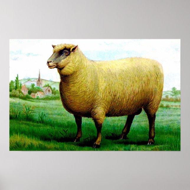 Vintage sheep painting poster (Front)