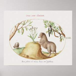 Vintage Sheep Poster