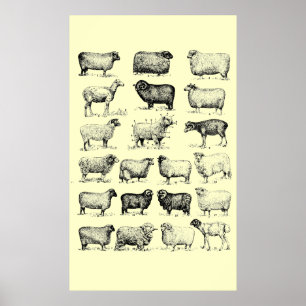 Vintage Sheep Poster