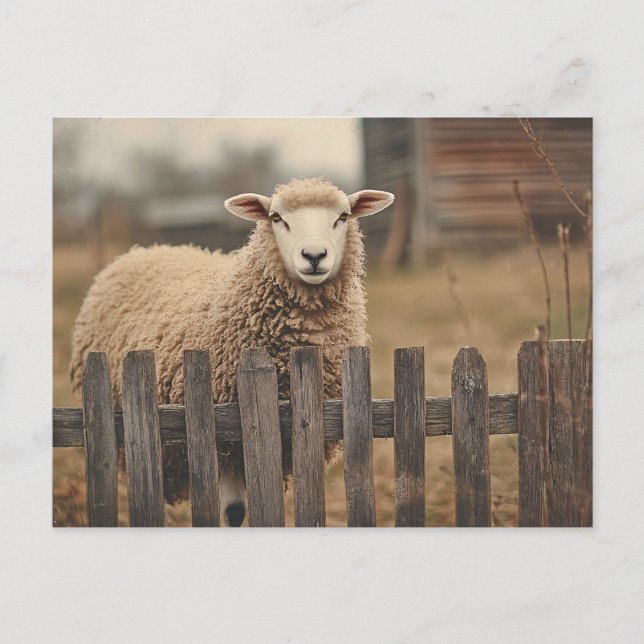 Vintage Sheep Sepia Postcard (Front)