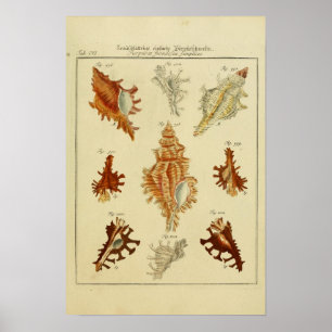 Vintage Shells Poster