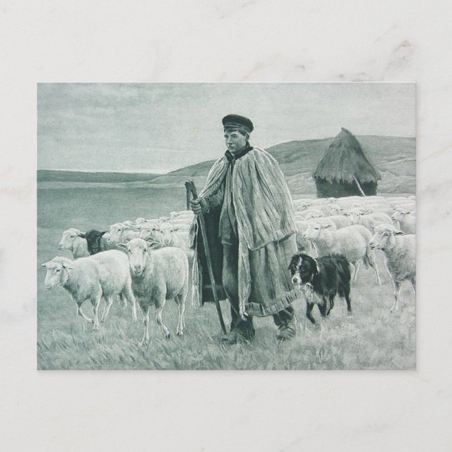 Vintage Shepherd With Sheep Holiday Postcard (Front)