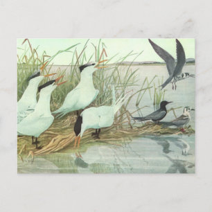 Vintage Shorebirds in a Marsh by Louis Fuertes Postcard