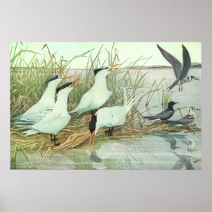 Vintage Shorebirds in a Marsh by Louis Fuertes Poster