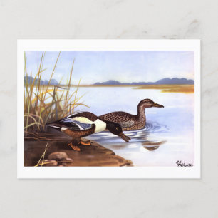 Vintage Shoveler Ducks by R E Todhunter signed Postcard