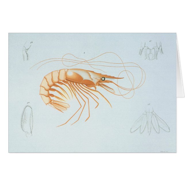 Vintage Shrimp Anatomy, Marine Life Ocean Animals (Front Horizontal)