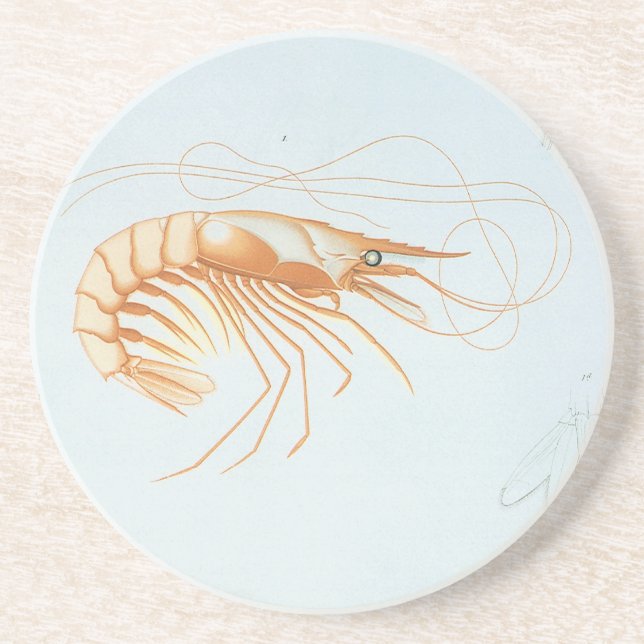 Vintage Shrimp, Marine Life Ocean Animals Anatomy Coaster (Front)