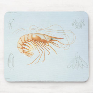 Vintage Shrimp, Marine Life Ocean Animals Anatomy Mouse Pad