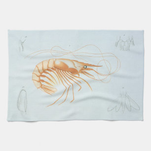 Vintage Shrimp, Marine Life Ocean Animals Anatomy Tea Towel