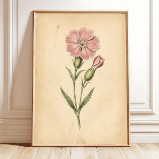 Vintage Silene Fl Bloom Art Canvas Print