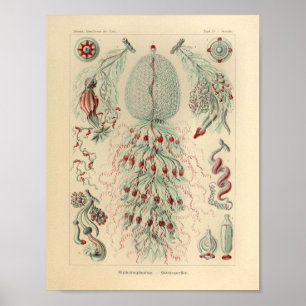 Vintage Siphonophorae Colour Ernst Haeckel Print