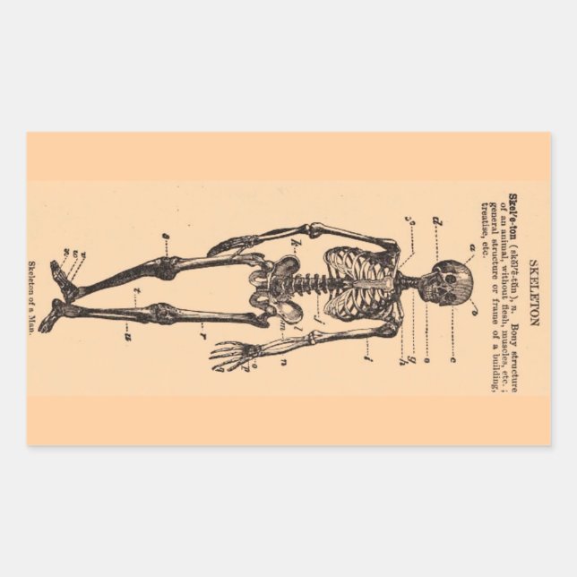 Vintage Skeleton Definition Rectangular Sticker (Front)