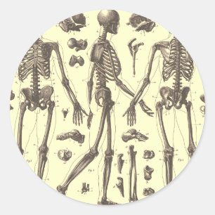 Vintage Skeleton Diagrams Classic Round Sticker