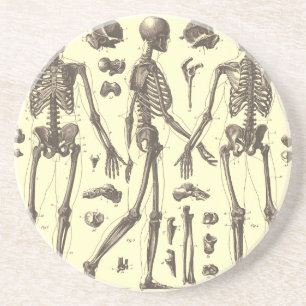 Vintage Skeleton Diagrams Coaster
