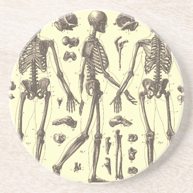 Vintage Skeleton Diagrams Coaster (Front)