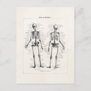 Vintage Skeleton Human Anatomy Bone Bones Skull Postcard