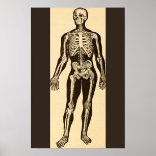 Vintage skeleton illustration aged whimsical poster