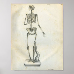 Vintage Skeleton Print 1854