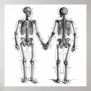 Vintage Skeletons Diagram with Numbered Bones Poster