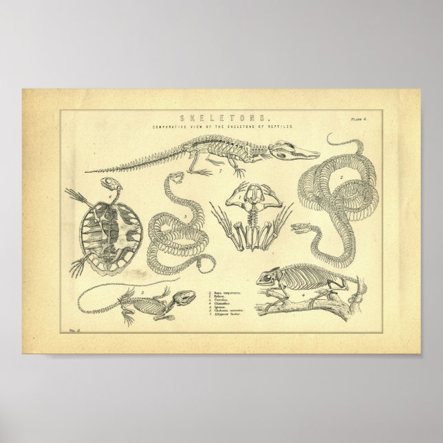 Vintage Skeletons of Reptiles Print (Front)