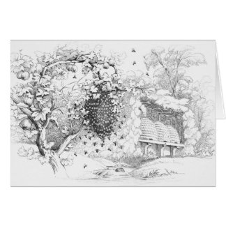 Vintage Skep Bee Hives Drawing