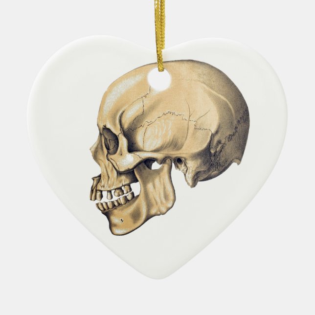 Vintage Skull Anatomy Illustration Ceramic Ornament (Front)