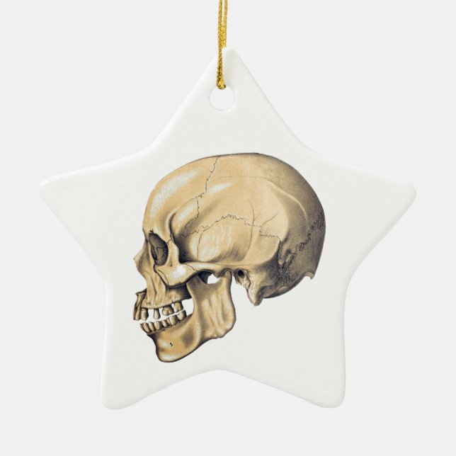 Vintage Skull Anatomy Illustration Ceramic Ornament (Front)