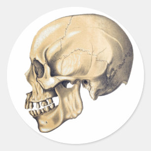 Vintage Skull Anatomy Illustration Classic Round Sticker