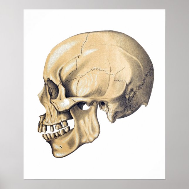 Vintage Skull Anatomy Illustration Poster (Front)