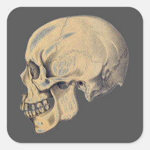 Vintage Skull Anatomy Illustration Square Sticker