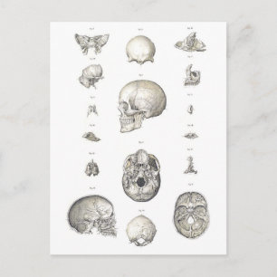 Vintage Skull and Bones Anatomy Postcard