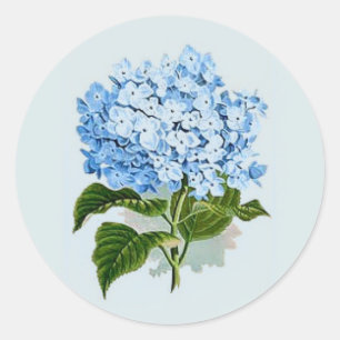 Vintage Sky Blue Hydrangea Classic Round Sticker