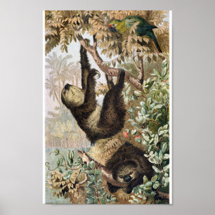 Vintage Sloth Illustration Poster