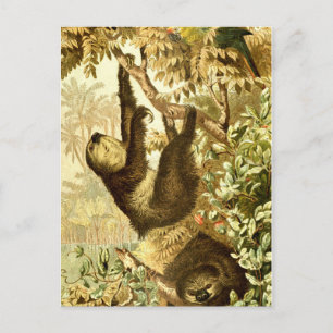 Vintage Sloths and Parrot in Jungle Postcard