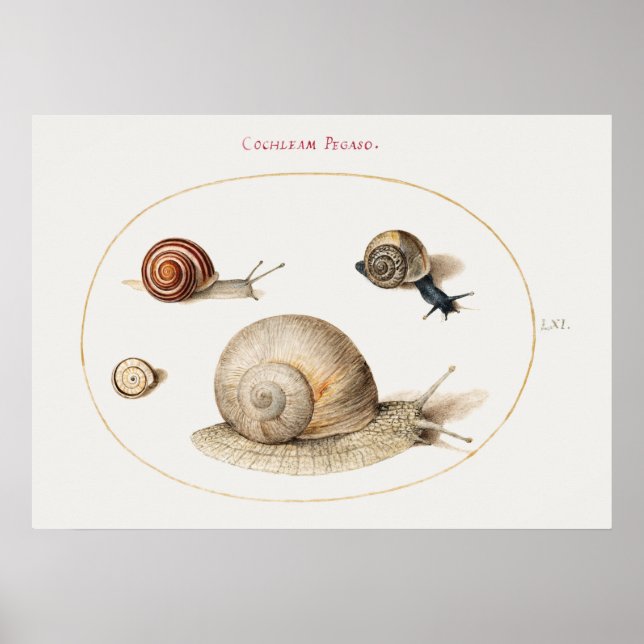 Vintage Snails Poster (Front)