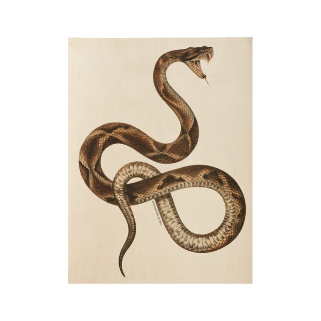 Vintage Snake Illustration Fangs Wood Poster (Front)