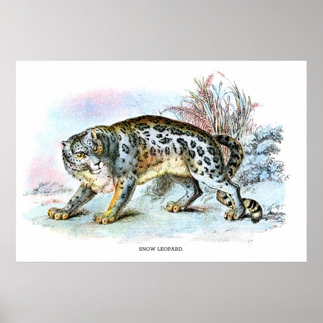 Vintage Snow Leopard Animal Illustration Poster (Front)