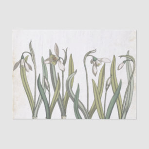 Vintage Snowdrop Flower Pale Parchment Spring  Tissue Paper