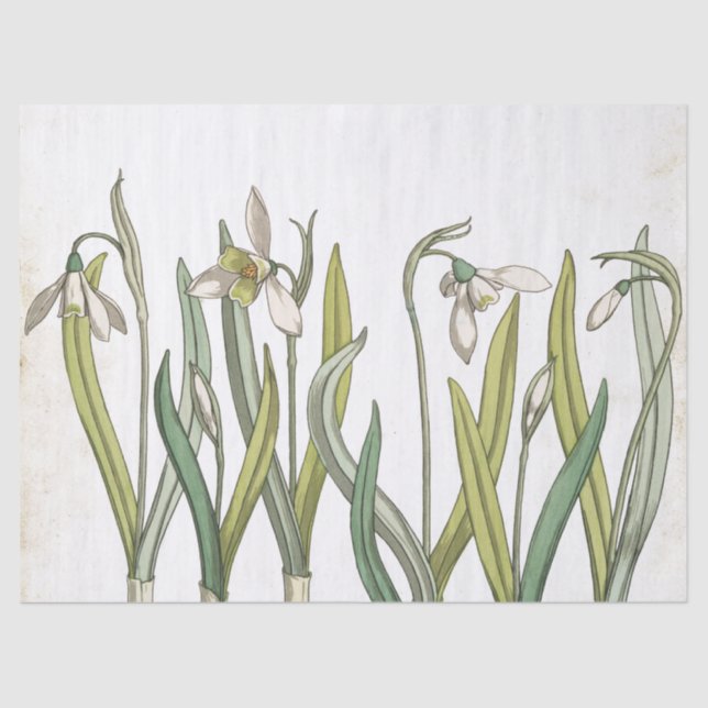 Vintage Snowdrop Flower Pale Parchment Spring  Tissue Paper (Front)