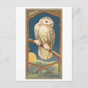 Vintage Snowy Owl Allen & Ginter Postcard