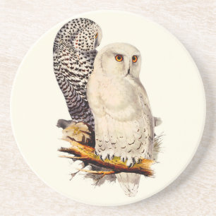 Vintage Snowy Owl Drawing Coaster