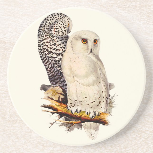 Vintage Snowy Owl Drawing Coaster (Front)